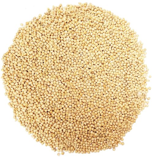 Millet (Paint Bucket)
