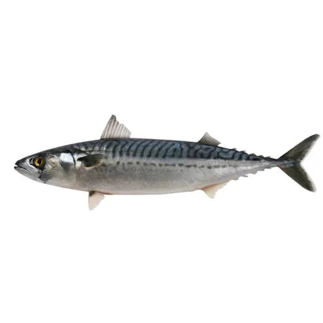Titus Fish (Mackerel) x2 - Frozen