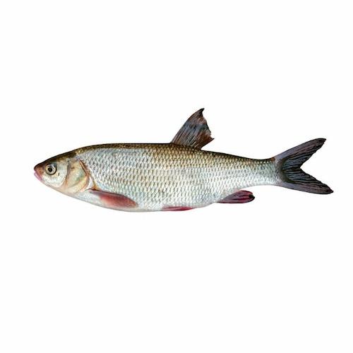 Croaker x1 - Frozen