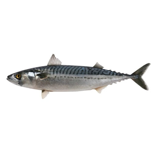 Titus Fish (Mackerel) x2 - Frozen