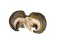 Snail - Medium x4 (Cleaned)